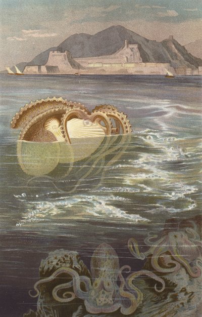 Paper Nautilus by European School